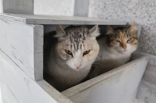 Due gatto sedersi — Foto Stock