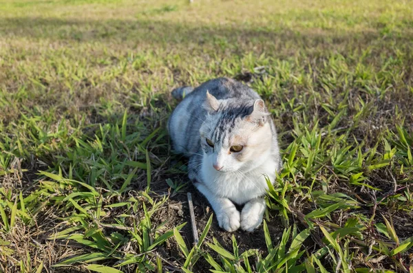 Lindo gato doméstico — Foto de Stock