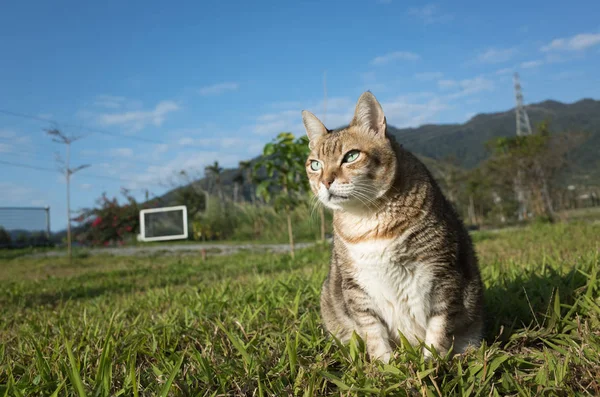 Alte Katze auf der Weide — Stockfoto