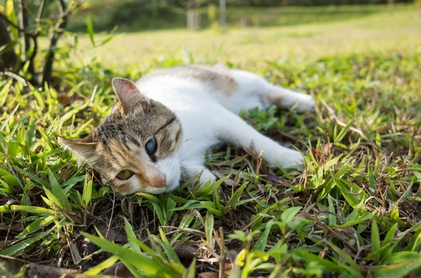 Liten katt sit — Stockfoto