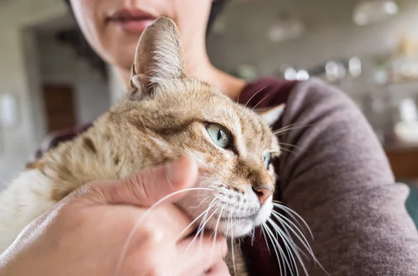 Tabby fat cat — Stock Photo, Image