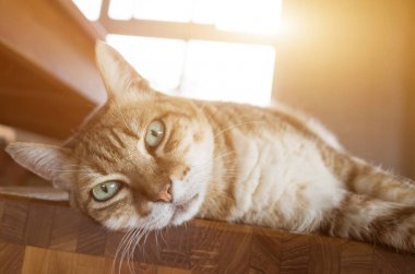 kedi uyku üzerinde bir başkanı