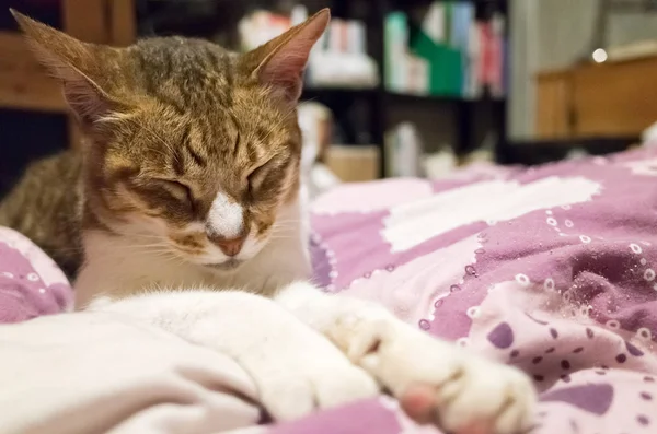 Gato sentarse y cerrar los ojos — Foto de Stock