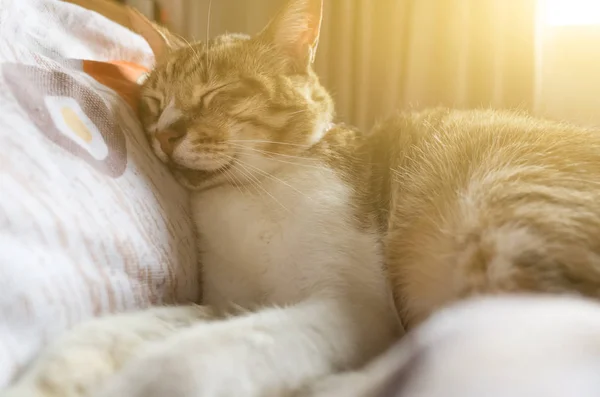 Gato gordo tabby — Fotografia de Stock