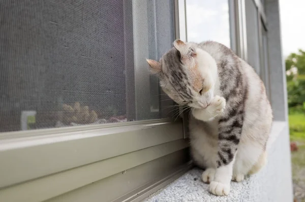 Testa di lavaggio gatto — Foto Stock