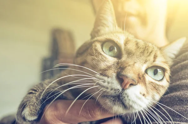 Tabby fat cat — Stock Photo, Image