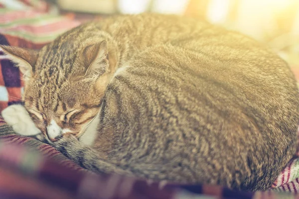 Yatakta yatarken kedi — Stok fotoğraf
