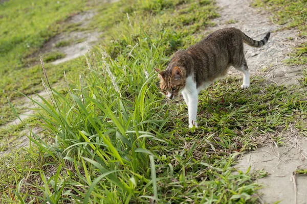 Kat lopen in de outdoor — Stockfoto