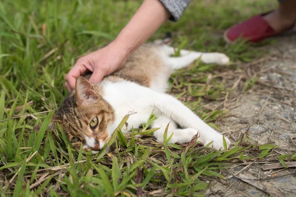 Tocar un gato — Foto de Stock