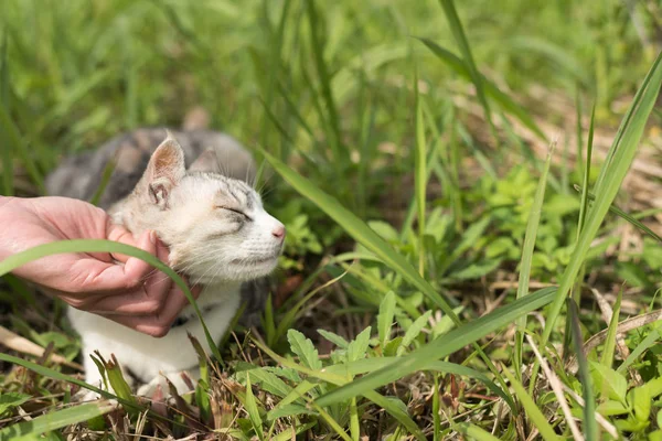 Tocar un gato — Foto de Stock