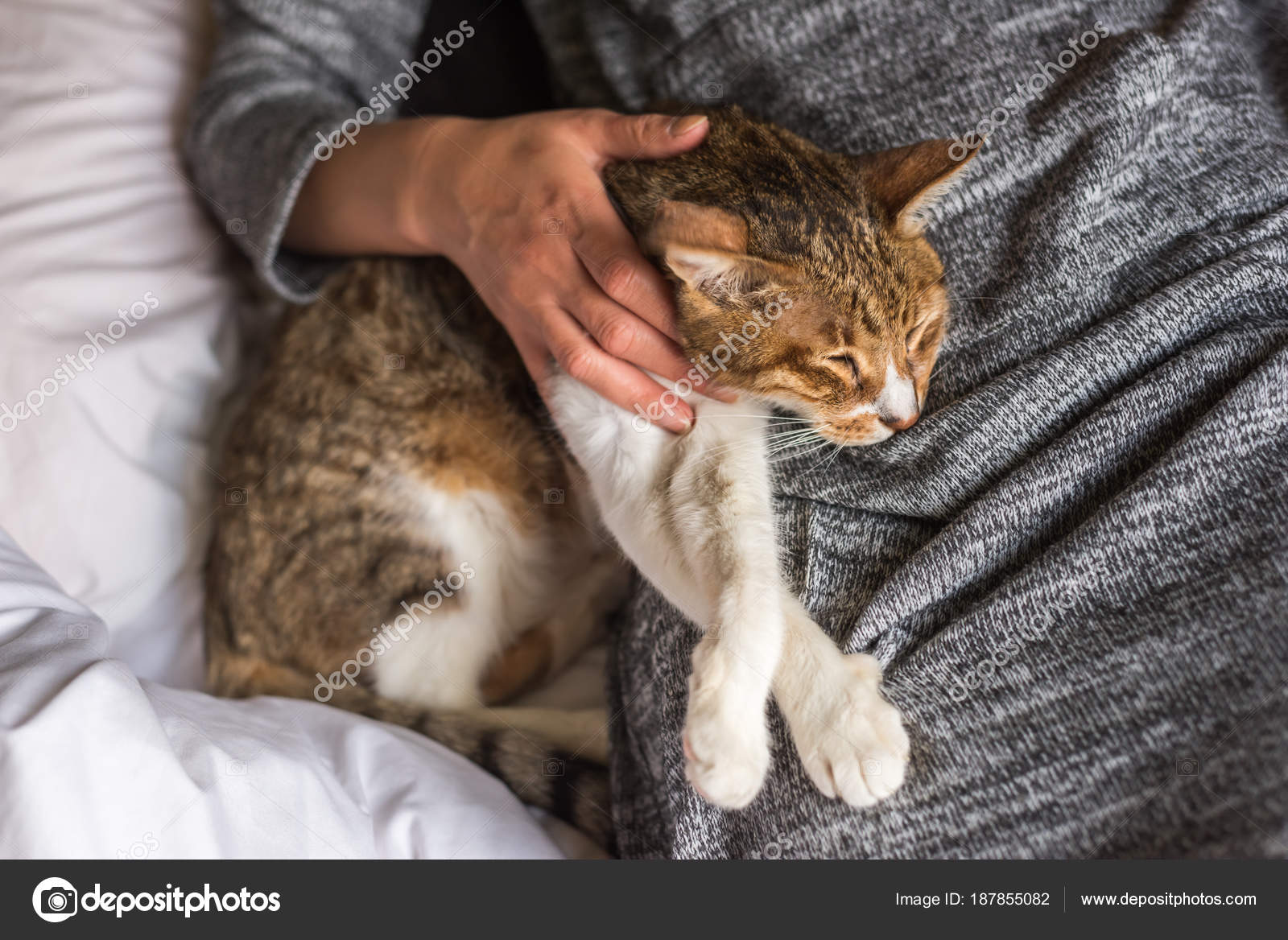Sonno Gatto Soriano Foto Stock Elwynn 187855082