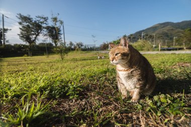 otlakta yaşlı kedi