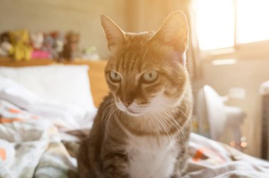 mutsuz şişman kedi