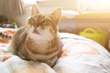 mutsuz şişman kedi