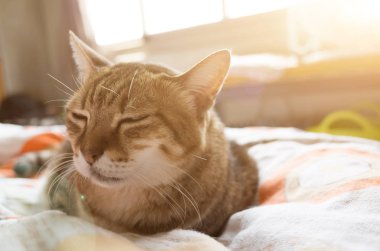 mutsuz şişman kedi