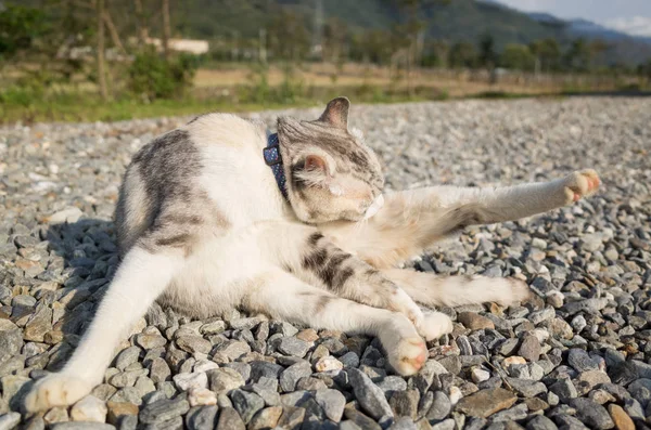 Prurito piccolo gatto — Foto Stock