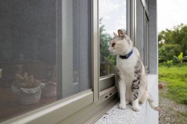 Кошки ходят по окну — стоковое фото