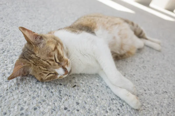 Gatto dormire a terra — Foto Stock