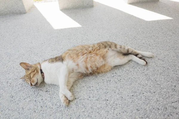 Dormir gato no chão — Fotografia de Stock