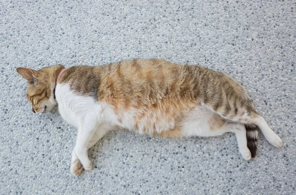 Cat sleep on the ground — Stock Photo, Image