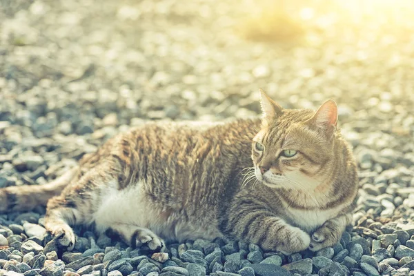 Fette gestromte Katze — Stockfoto