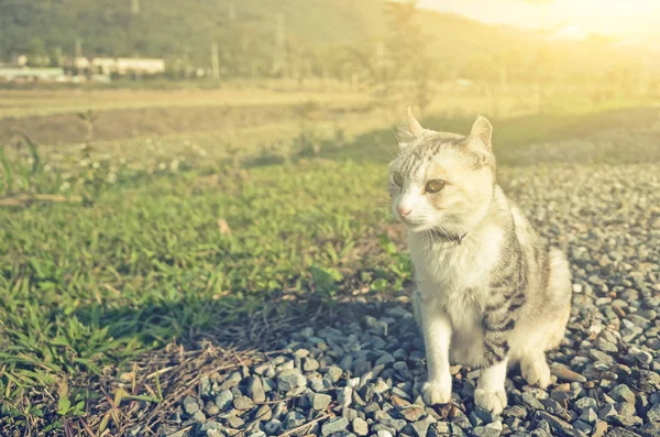Katze sitzt auf Gras — Stockfoto