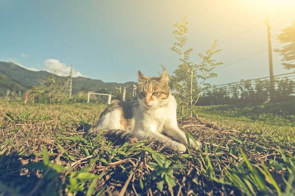 Kleines Katzenspiel — Stockfoto