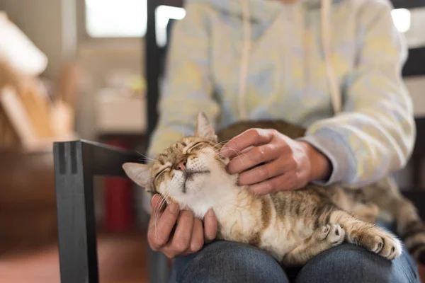 Gatto dormire a casa — Foto Stock