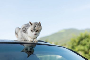 Araba çatıya kedi