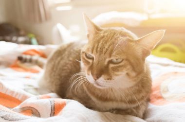 mutsuz şişman kedi