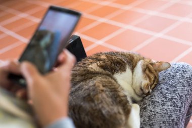 cep telefonu ile kedi