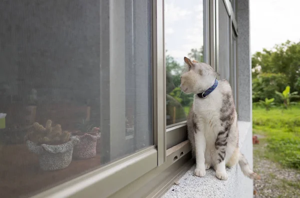 Chats marchent sur la fenêtre — Photo