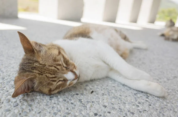 Кошачий сон на земле — стоковое фото