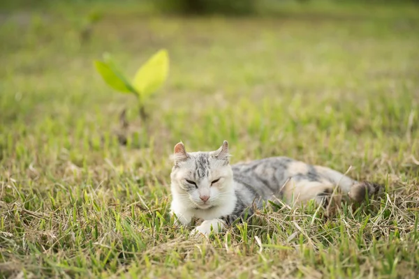 Gatito en el pastizal — Foto de Stock