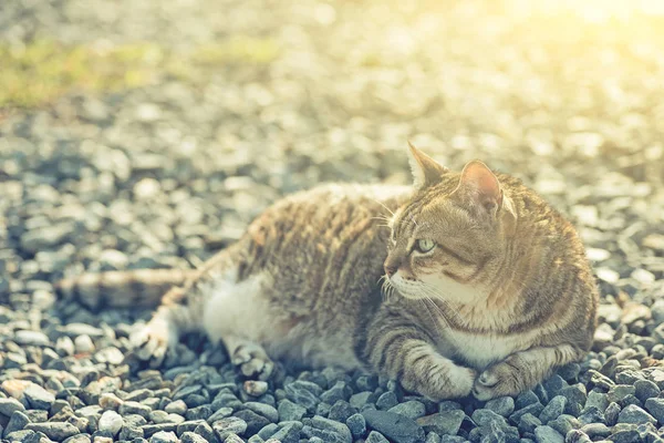 Fette gestromte Katze — Stockfoto