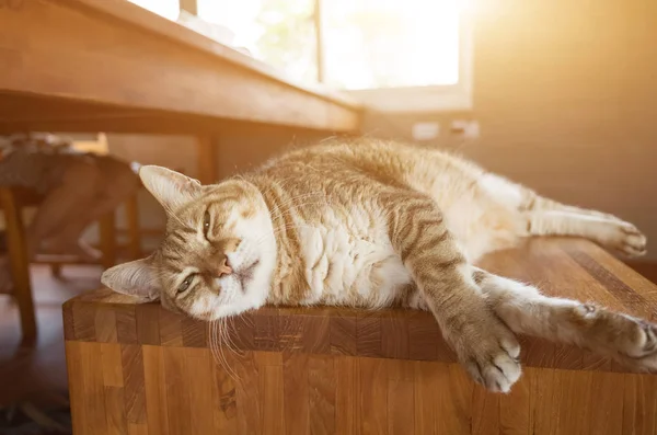 Gatto dormire su una sedia — Foto Stock