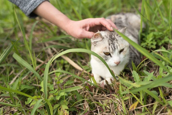 Berühren einer Katze — Stockfoto