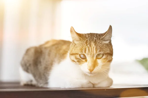 Gato joven soltero — Foto de Stock