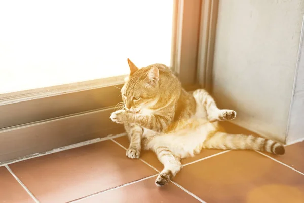 Katzenjucken zu Hause — Stockfoto