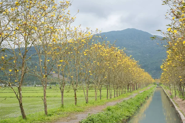 Golden Trumpet-tree — Stock Photo, Image