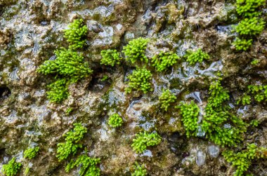 küflenmiş duvar arka plan