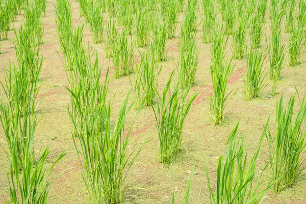 Su bambu (zizania latifolia) çiftlik — Stok fotoğraf