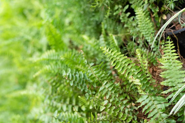 Felce verde con foglie sulla parete — Foto Stock