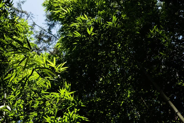 Árbol de bambú verde sobre el cielo — Foto de Stock