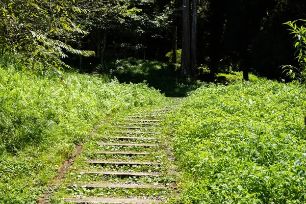Лестница в лесу — стоковое фото