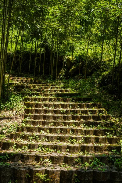 森林里的楼梯 — 图库照片