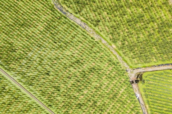 Vatten bambu (zizania latifolia) gård — Stockfoto