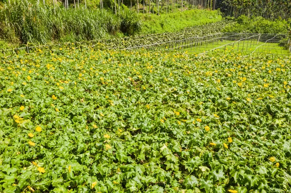 Gård av luffa med gula blommor — Stockfoto