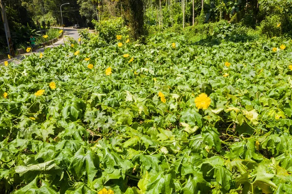 Granja de esponja con flores amarillas — Foto de Stock