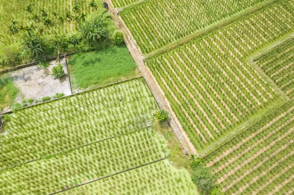 Vatten bambu (zizania latifolia) gård — Stockfoto